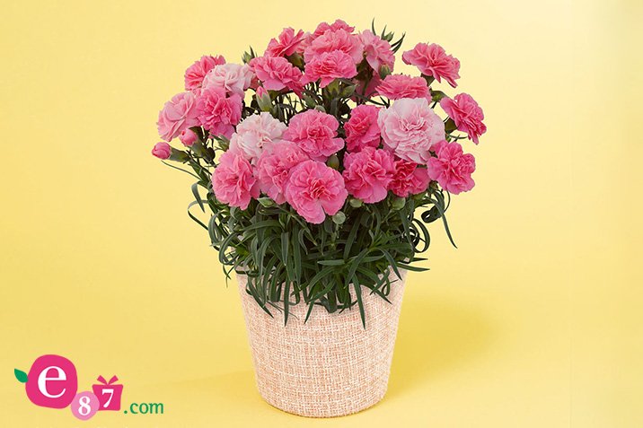 イイハナ・ドットコムの母の日カーネーション